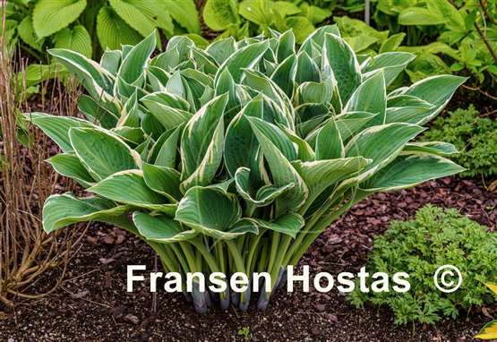 Hosta Tom Schmid